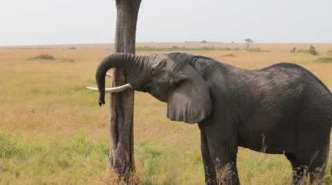 Elephant Holding Head on Tree with Tusks Stock Footage 25680823