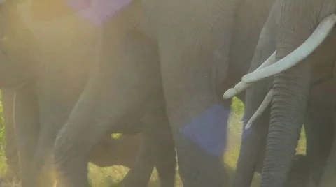 Elephant hooves and feet walking in a cloud of dust. Stock Footage