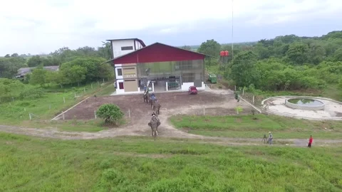 Elephant hospital Vídeo Stock 272958863