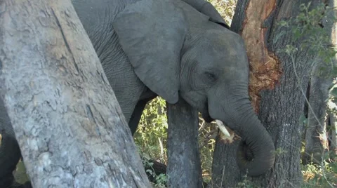 Elephant Husking Bark fromTree Video stock 5987790