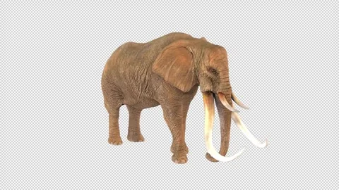 Elephant idle Stock Footage 324896069