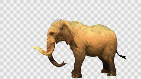 Elephant idle loop animation Video stock 241395554