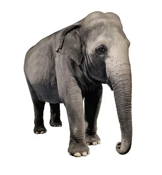 Elephant Stock Illustration