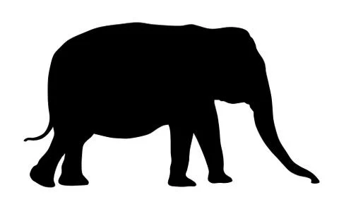 Elephant Stock Illustration