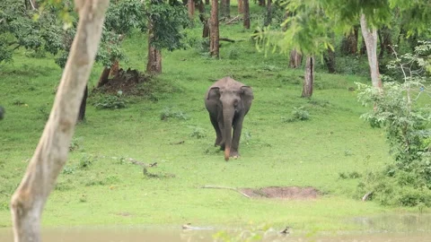 Elephant in Indian forest wild Stock Footage 163076135