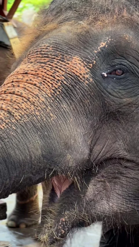 Elephant interacts playfully in tropical environment Vídeo Stock 336655362