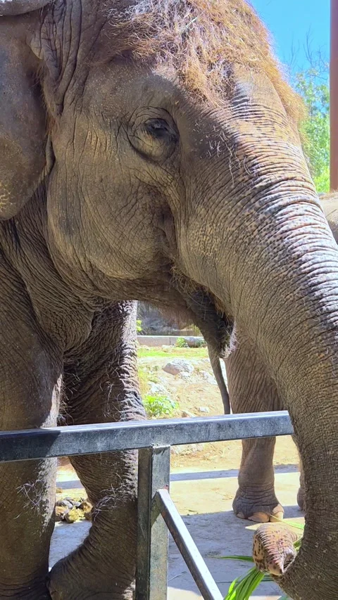 Elephant interacts with visitors during feeding time. Elephant eating grass. Video stock 309921384