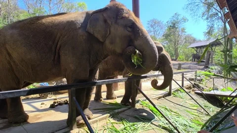 Elephant interacts with visitors during feeding time. Elephant eating grass. Video stock 309927999