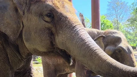 Elephant interacts with visitors during feeding time. Elephant eating grass. Video stock 310118440