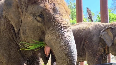 Elephant interacts with visitors during feeding time. Elephant eating grass. Video stock 310302757
