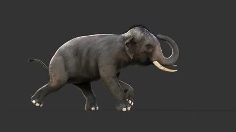 Elephant isolate on black background with clipping path Illustrazione stock