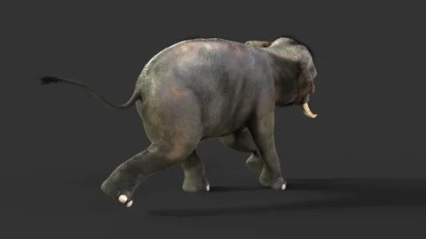 Elephant isolate on black background with clipping path Illustrazione stock