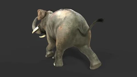 Elephant isolate on black background with clipping path Illustrazione stock