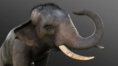 Elephant isolate on black background with clipping path Illustrazione stock