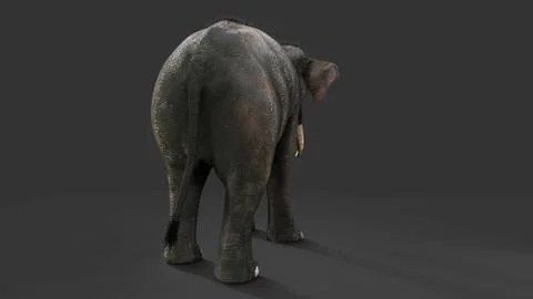 Elephant isolate on black background with clipping path Illustrazione stock