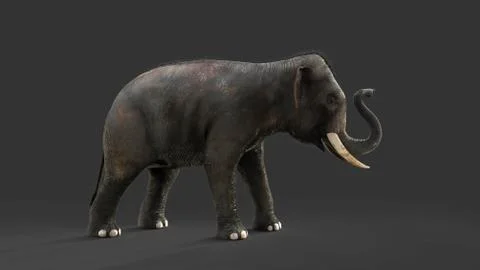 Elephant isolate on black background with clipping path Illustrazione stock