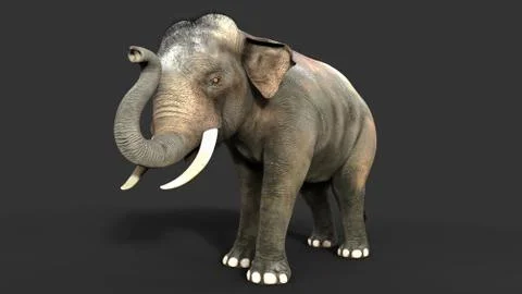 Elephant isolate on black background with clipping path Illustrazione stock