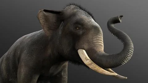 Elephant isolate on black background with clipping path Illustrazione stock