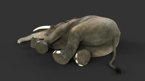 Elephant isolate on black background with clipping path Illustrazione stock