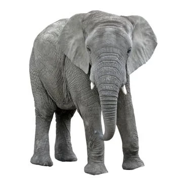 Elephant isolate on white background. african animal. Stock Photos