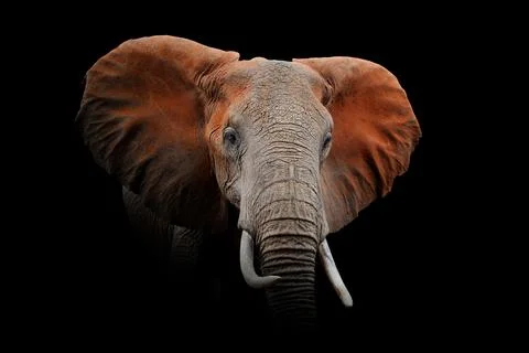 Elephant isolated on black background Foto stock