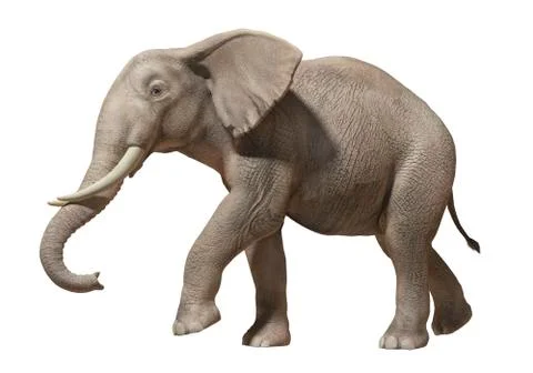 Elephant isolated Stock Illustration