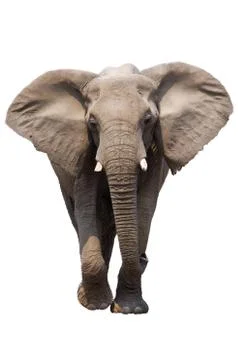 Elephant isolated Foto stock
