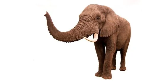 Elephant isolated Stock Photos