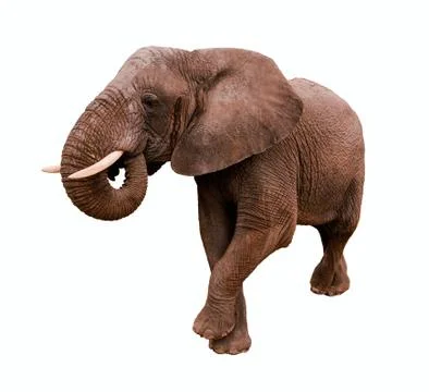 Elephant isolated Stock Photos