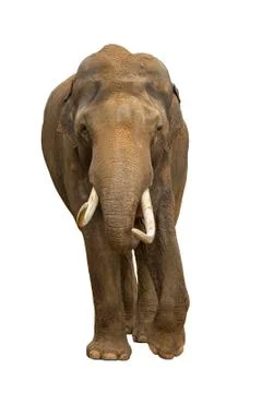 Elephant isolated Stock Photos