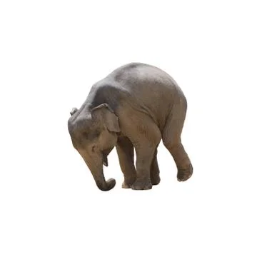 Elephant isolated. Stock Photos