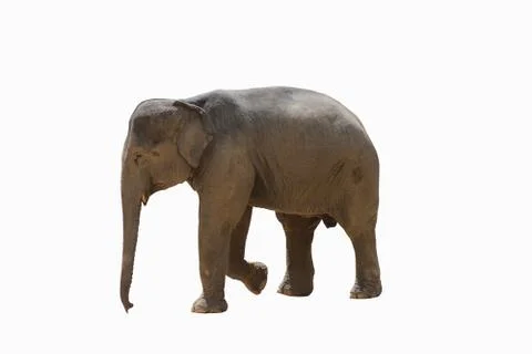 Elephant isolated. Stock Photos
