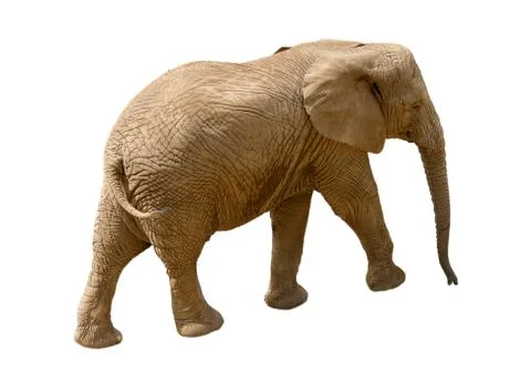 Elephant isolated on white background Stock Photos