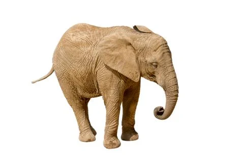 Elephant isolated on white background Stock Photos