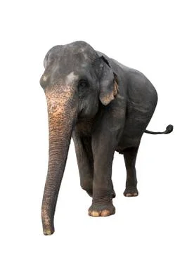 Elephant isolated on white background Stock Photos