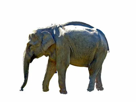 Elephant isolated on white background Photos