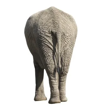 Elephant isolated on white background. Side back. Stock Photos