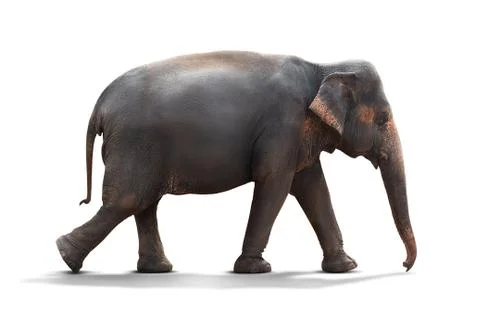 Elephant isolated on white Stock Photos