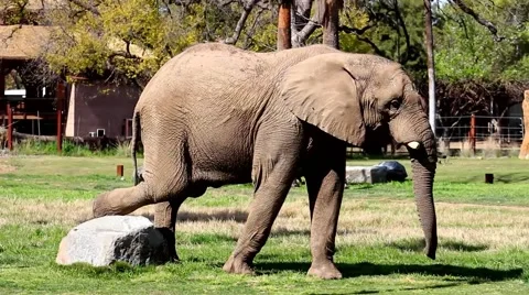 Elephant with an itch to scratch Video stock 61500211