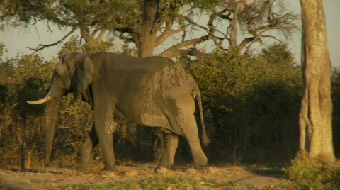 Elephant with an itchy trunk 库存影片 396360