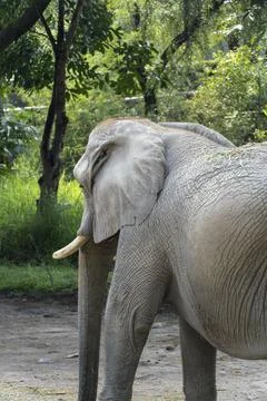 Elephant on its back walking in the field, in the background there is veget.. Stock Photos