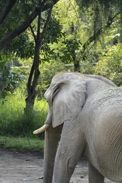 Elephant on its back walking in the field, in the background there is veget.. Stock Photos