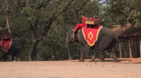 Elephant with its mahout Stock Footage 61542113