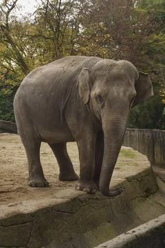 An elephant with its trunk down stands in the park and looks into the camer.. Stock Photos