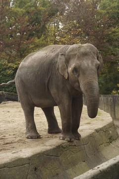 An elephant with its trunk down stands in the park and looks into the camer.. Stock Photos