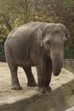 An elephant with its trunk down stands in the park and looks into the camer.. Stock Photos