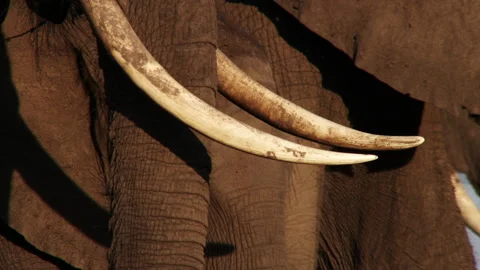Elephant Ivory Stock Footage 186974112