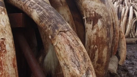 Elephant Ivory incredibly moving slow motion shot over massive stacked piles Vidéo 80495083