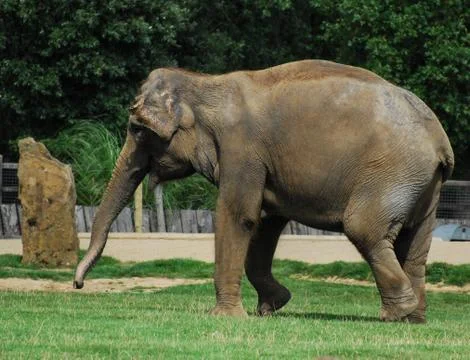 Elephant Jogger Stock Photos
