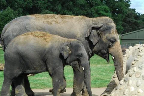 Elephant joke Stock Photos